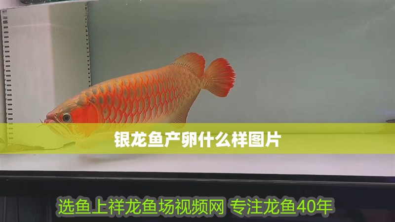 銀龍魚產(chǎn)卵什么樣圖片