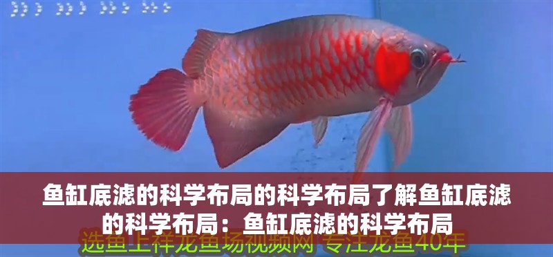 魚(yú)缸底濾的科學(xué)布局的科學(xué)布局了解魚(yú)缸底濾的科學(xué)布局：魚(yú)缸底濾的科學(xué)布局