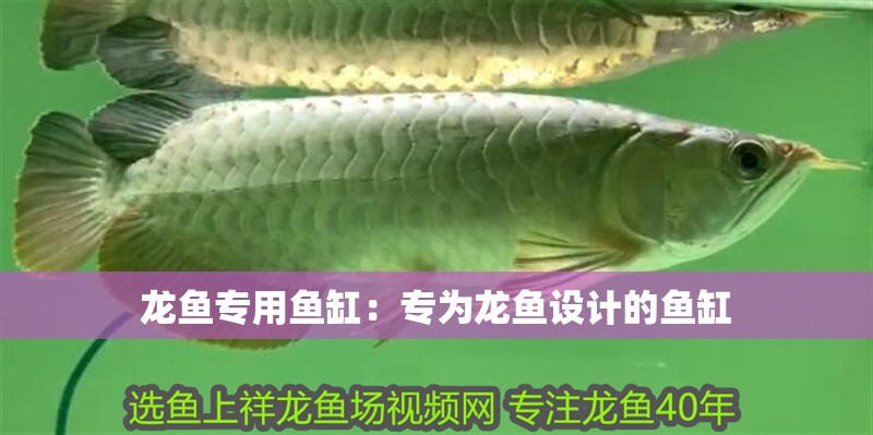 龍魚專用魚缸：專為龍魚設計的魚缸