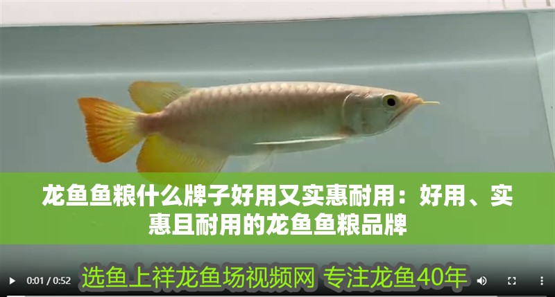 龍魚魚糧什么牌子好用又實惠耐用：好用、實惠且耐用的龍魚魚糧品牌