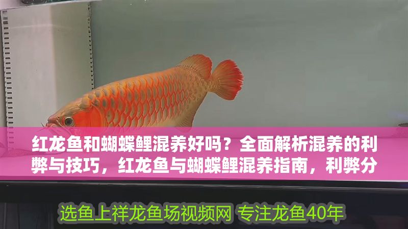 紅龍魚和蝴蝶鯉混養好嗎？全面解析混養的利弊與技巧，紅龍魚與蝴蝶鯉混養指南，利弊分析與實用技巧