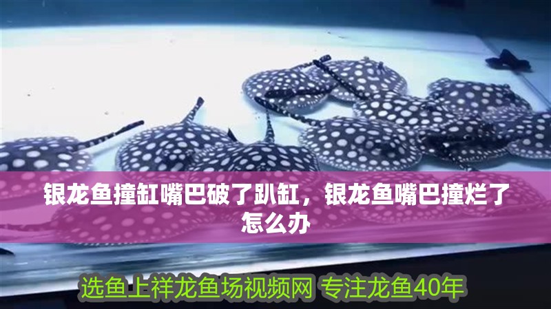 銀龍魚撞缸嘴巴破了趴缸，銀龍魚嘴巴撞爛了怎么辦