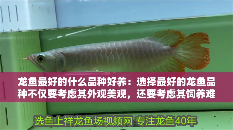 龍魚最好的什么品種好養(yǎng)：選擇最好的龍魚品種不僅要考慮其外觀美觀，還要考慮其飼養(yǎng)難度