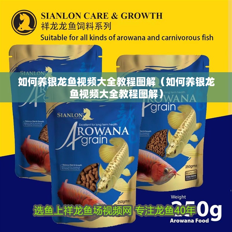 如何養(yǎng)銀龍魚視頻大全教程圖解（如何養(yǎng)銀龍魚視頻大全教程圖解）