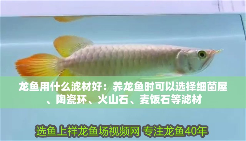 龍魚用什么濾材好：養(yǎng)龍魚時(shí)可以選擇細(xì)菌屋、陶瓷環(huán)、火山石、麥飯石等濾材