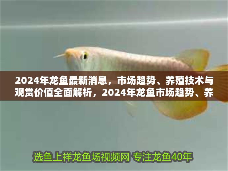 2024年龍魚最新消息，市場趨勢、養殖技術與觀賞價值全面解析，2024年龍魚市場趨勢、養殖技術與觀賞價值深度解析