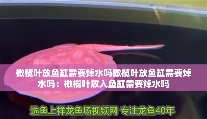 橄欖葉放魚(yú)缸需要焯水嗎橄欖葉放魚(yú)缸需要焯水嗎：橄欖葉放入魚(yú)缸需要焯水嗎