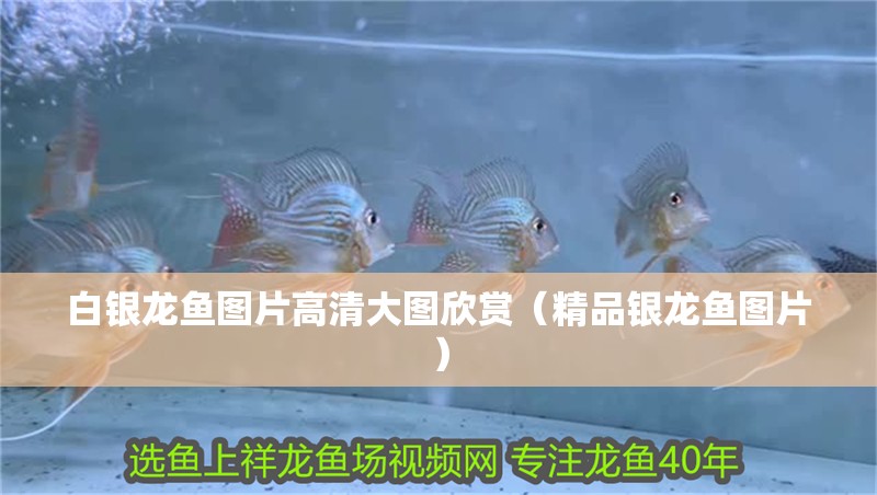 白銀龍魚圖片高清大圖欣賞（精品銀龍魚圖片）