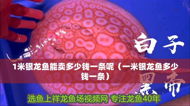 1米銀龍魚能賣多少錢一條呢（一米銀龍魚多少錢一條）