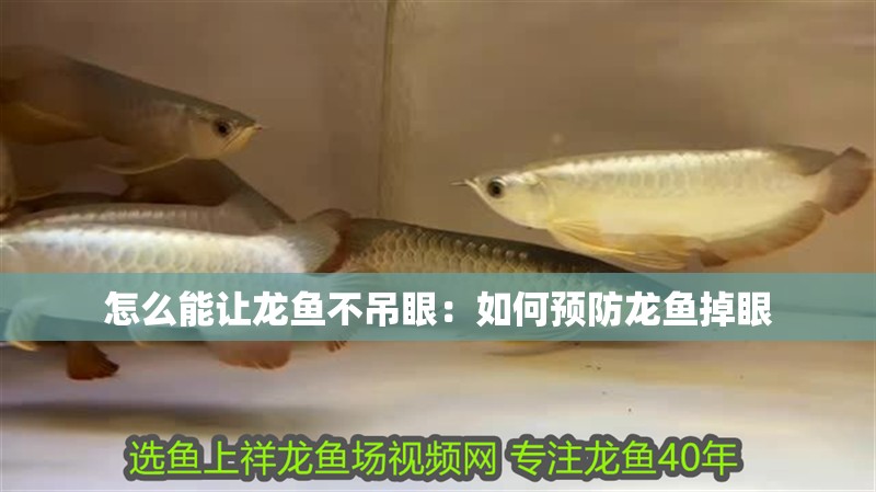 怎么能讓龍魚不吊眼：如何預防龍魚掉眼