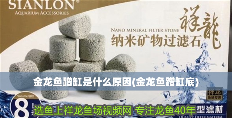 金龍魚蹭缸是什么原因(金龍魚蹭缸底)