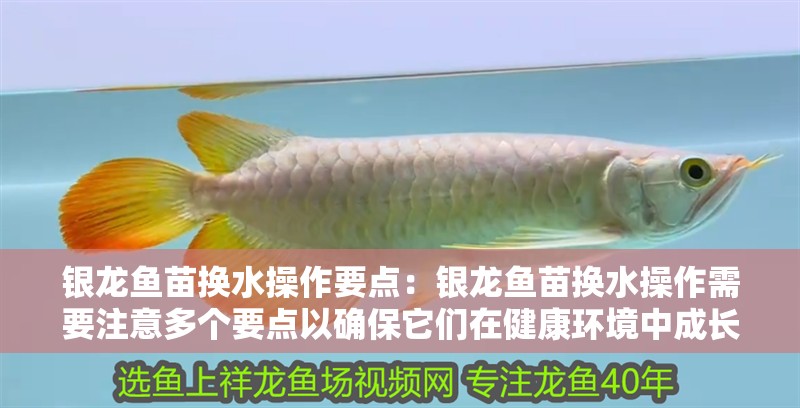 銀龍魚苗換水操作要點：銀龍魚苗換水操作需要注意多個要點以確保它們在健康環境中成長