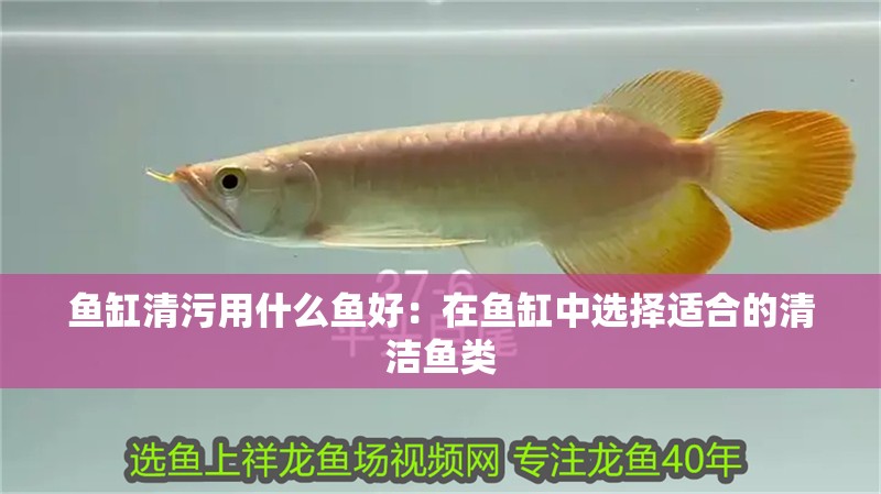魚缸清污用什么魚好：在魚缸中選擇適合的清潔魚類