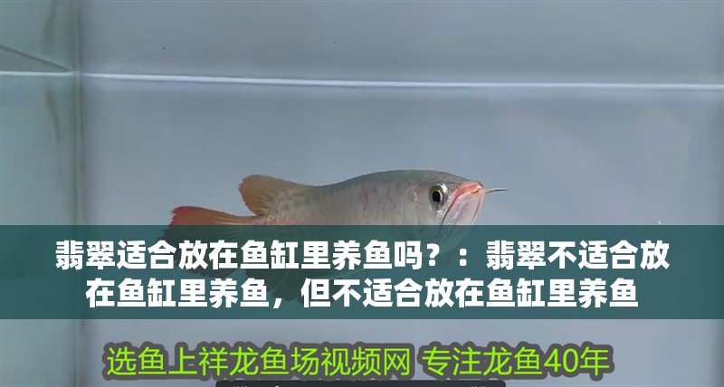 翡翠適合放在魚缸里養魚嗎？：翡翠不適合放在魚缸里養魚，但不適合放在魚缸里養魚