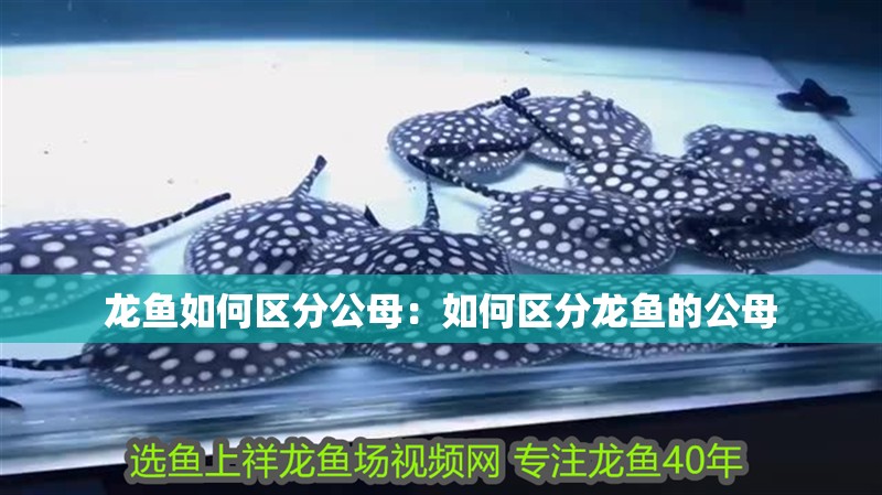 龍魚如何區分公母：如何區分龍魚的公母