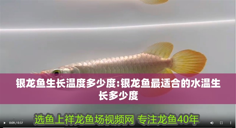 銀龍魚生長溫度多少度:銀龍魚最適合的水溫生長多少度 銀龍魚生長溫度多少度:銀龍魚最適合的水溫生長多少度 銀龍魚百科