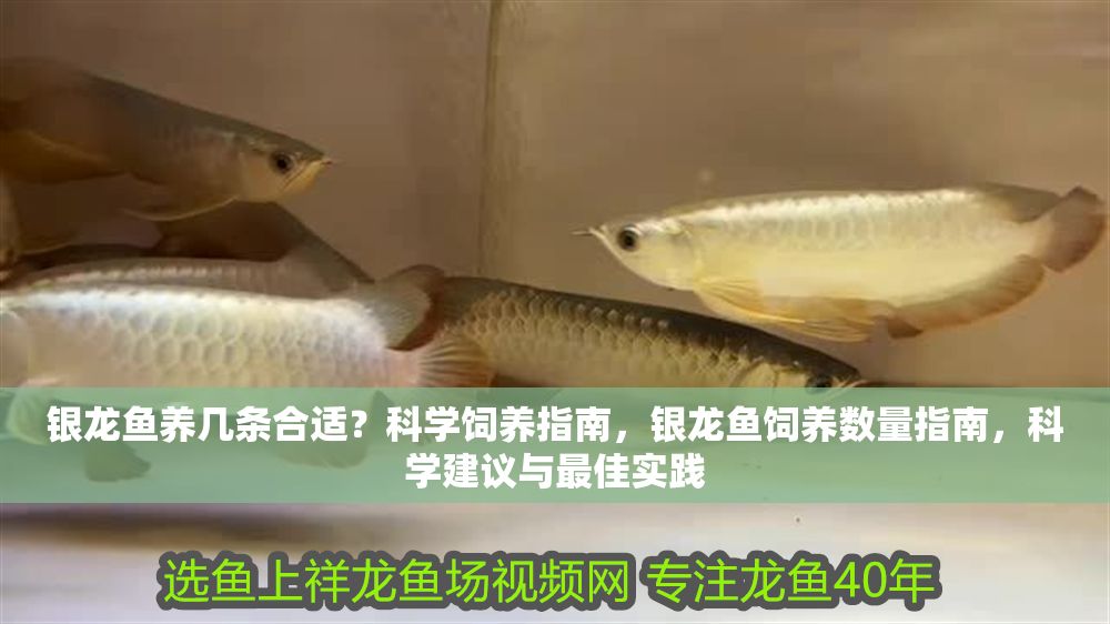 銀龍魚養幾條合適？科學飼養指南，銀龍魚飼養數量指南，科學建議與最佳實踐