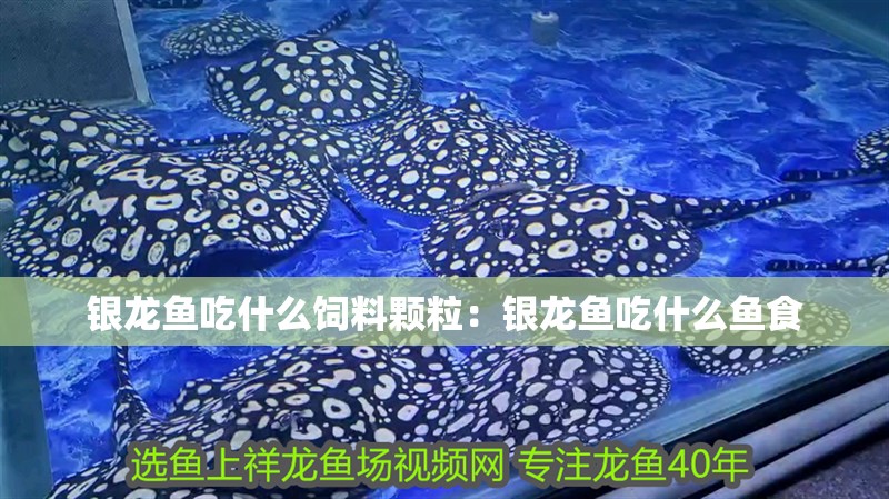 銀龍魚吃什么飼料顆粒：銀龍魚吃什么魚食