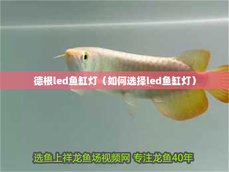 德根led魚缸燈（如何選擇led魚缸燈）
