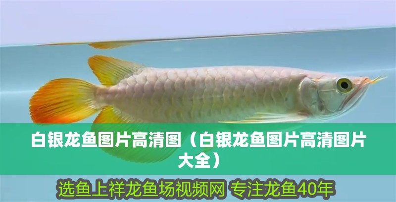 白銀龍魚圖片高清圖（白銀龍魚圖片高清圖片大全）