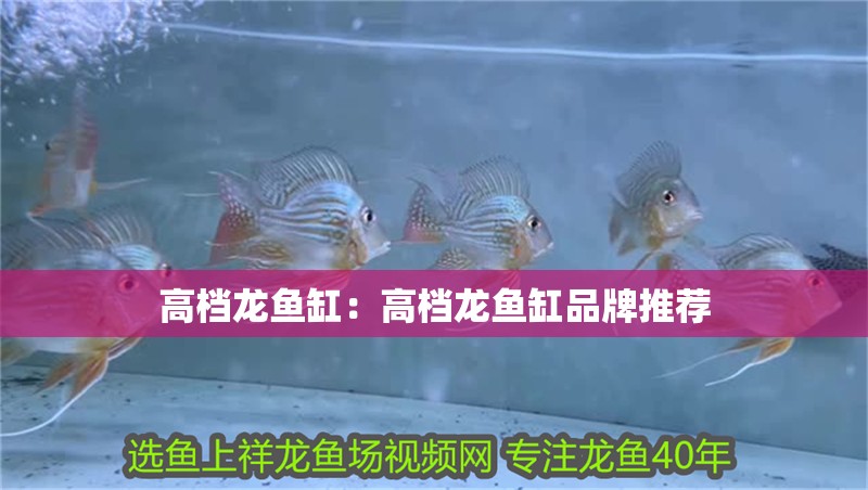 高檔龍魚缸：高檔龍魚缸品牌推薦
