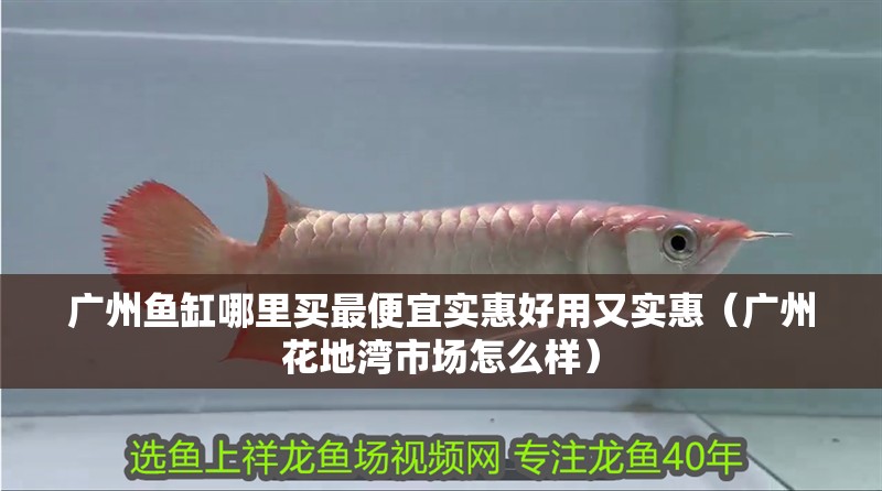 廣州魚缸哪里買最便宜實惠好用又實惠（廣州花地灣市場怎么樣）