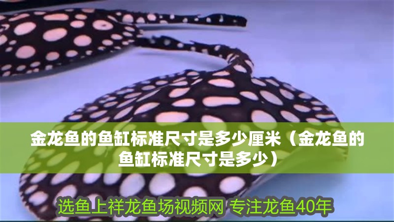 金龍魚的魚缸標(biāo)準(zhǔn)尺寸是多少厘米（金龍魚的魚缸標(biāo)準(zhǔn)尺寸是多少）