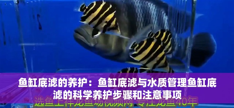 魚缸底濾的養護：魚缸底濾與水質管理魚缸底濾的科學養護步驟和注意事項