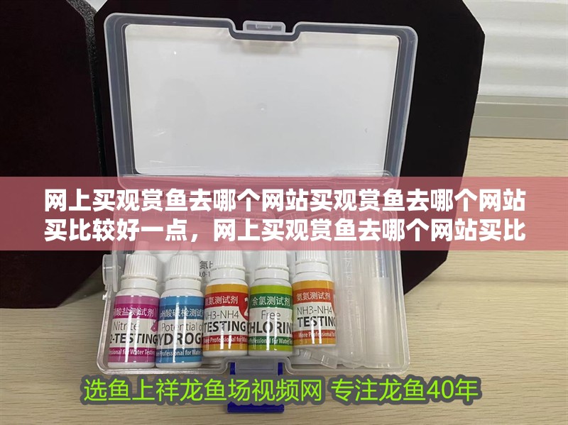 網上買觀賞魚去哪個網站買觀賞魚去哪個網站買比較好一點，網上買觀賞魚去哪個網站買比較好一點