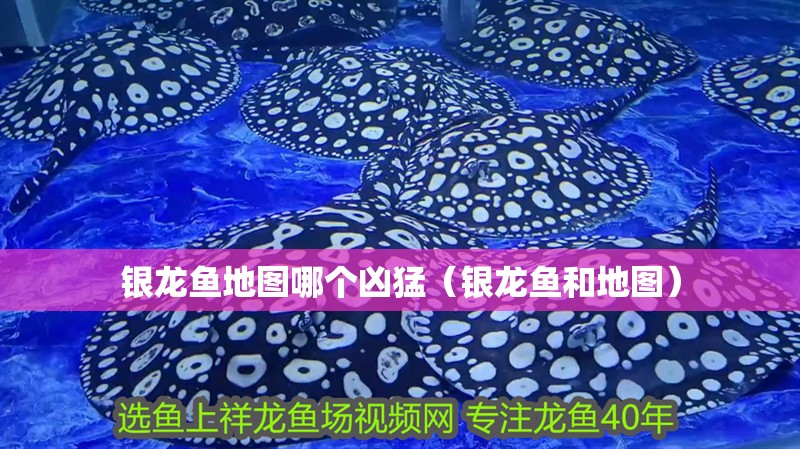 銀龍魚地圖哪個兇猛（銀龍魚和地圖）