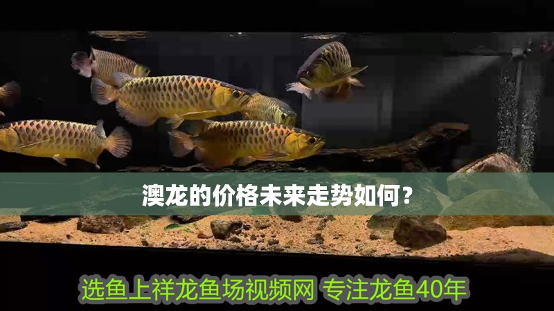 給大魚缸換水的頻率是固定的,而是需要根據(jù)多種因素來確定:給大魚缸換水的頻率不是固定的,而是需要根據(jù)多種因素來確定 澳龍的價格未來走勢如何? 龍魚百科 澳龍的價格未來走勢如何? 澳龍的價格未來走勢如何? 龍魚百科