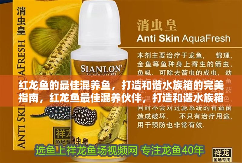 紅龍魚的最佳混養(yǎng)魚，打造和諧水族箱的完美指南，紅龍魚最佳混養(yǎng)伙伴，打造和諧水族箱的終極指南