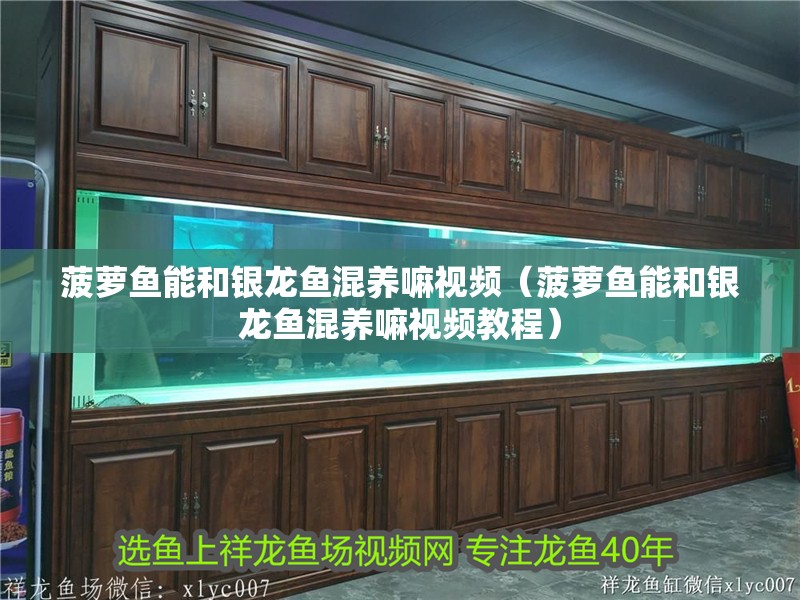 菠蘿魚能和銀龍魚混養(yǎng)嘛視頻（菠蘿魚能和銀龍魚混養(yǎng)嘛視頻教程）