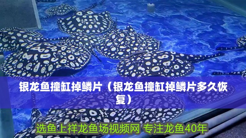銀龍魚撞缸掉鱗片（銀龍魚撞缸掉鱗片多久恢復）