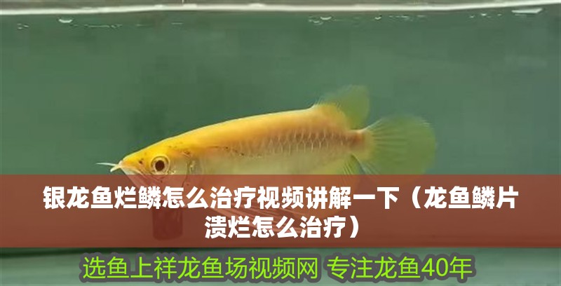 銀龍魚爛鱗怎么治療視頻講解一下（龍魚鱗片潰爛怎么治療）