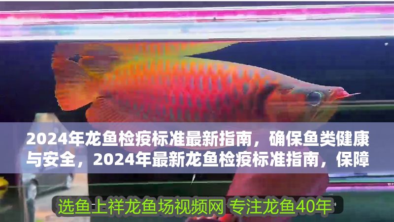 2024年龍魚檢疫標準最新指南，確保魚類健康與安全，2024年最新龍魚檢疫標準指南，保障魚類健康與安全