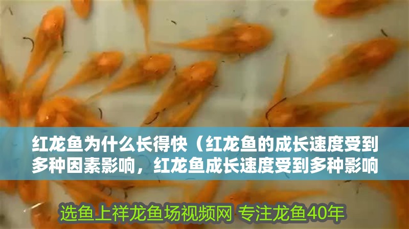 紅龍魚為什么長得快（紅龍魚的成長速度受到多種因素影響，紅龍魚成長速度受到多種影響）