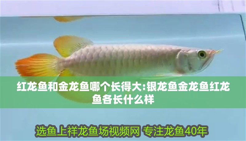 紅龍魚和金龍魚哪個長得大:銀龍魚金龍魚紅龍魚各長什么樣