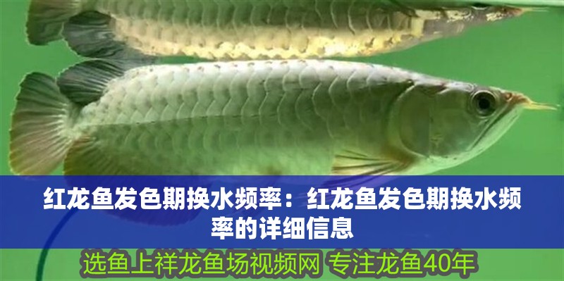 紅龍魚發(fā)色期換水頻率：紅龍魚發(fā)色期換水頻率的詳細(xì)信息