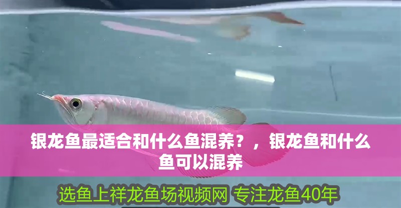 銀龍魚最適合和什么魚混養(yǎng)？，銀龍魚和什么魚可以混養(yǎng)