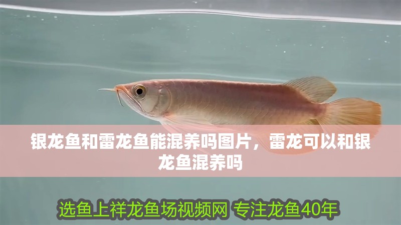 銀龍魚和雷龍魚能混養(yǎng)嗎圖片，雷龍可以和銀龍魚混養(yǎng)嗎