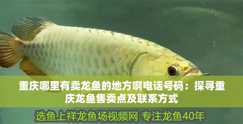 重慶哪里有賣龍魚的地方啊電話號(hào)碼：探尋重慶龍魚售賣點(diǎn)及聯(lián)系方式