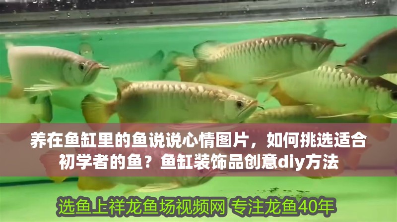 養(yǎng)在魚缸里的魚說說心情圖片，如何挑選適合初學(xué)者的魚？魚缸裝飾品創(chuàng)意diy方法