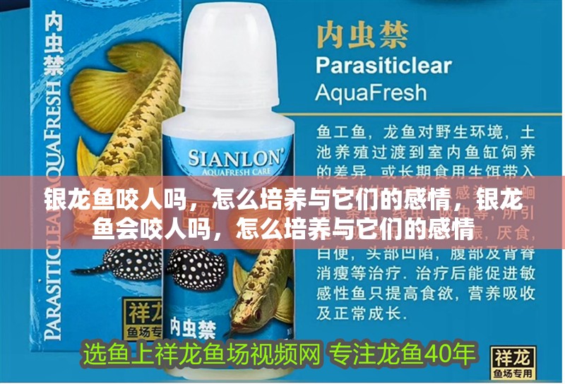 銀龍魚咬人嗎，怎么培養與它們的感情，銀龍魚會咬人嗎，怎么培養與它們的感情