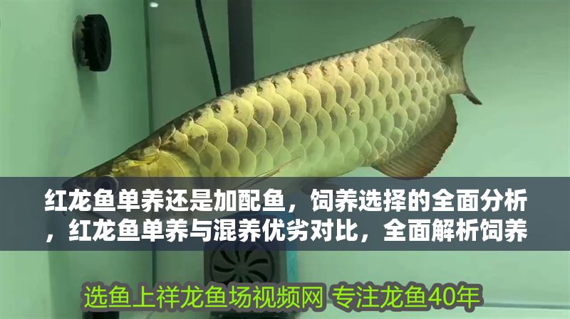 紅龍魚單養還是加配魚，飼養選擇的全面分析，紅龍魚單養與混養優劣對比，全面解析飼養選擇