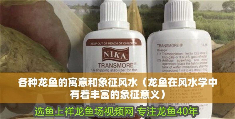 各種龍魚的寓意和象征風水（龍魚在風水學中有著豐富的象征意義）