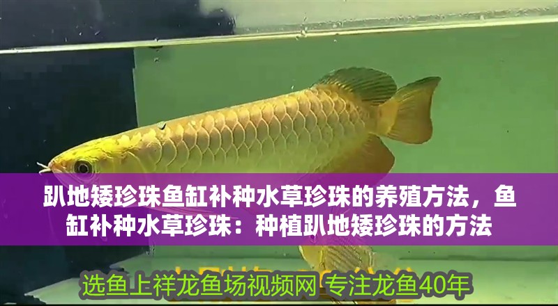 趴地矮珍珠魚缸補種水草珍珠的養殖方法，魚缸補種水草珍珠：種植趴地矮珍珠的方法