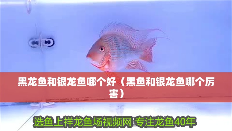 黑龍魚和銀龍魚哪個好（黑魚和銀龍魚哪個厲害）