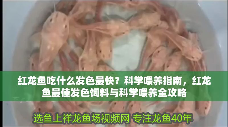 紅龍魚吃什么發色最快？科學喂養指南，紅龍魚最佳發色飼料與科學喂養全攻略