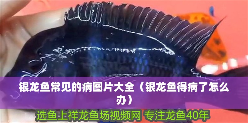 銀龍魚常見的病圖片大全（銀龍魚得病了怎么辦）